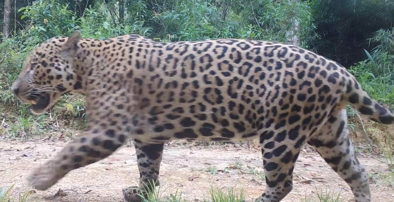 oncas pintadas com filhotes sao encontradas na serra do mar paranaense