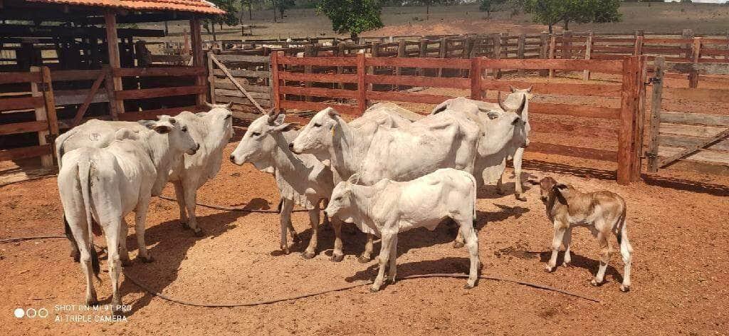 pm prende dois homens e recupera cabecas de gado furtadas em novo sao joaquim