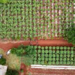 projeto da empaer com uso de sistema agroflorestal muda realidade de pequenos agricultores de aripuana