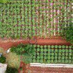 projeto da empaer com uso de sistema agroflorestal muda realidade de pequenos agricultores de aripuana