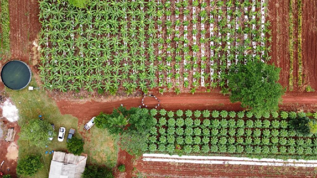projeto da empaer com uso de sistema agroflorestal muda realidade de pequenos agricultores de aripuana