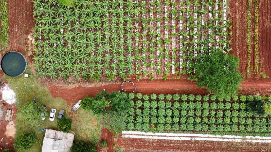 projeto da empaer com uso de sistema agroflorestal muda realidade de pequenos agricultores de aripuana