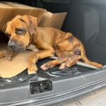 Os donos da cadela não foram localizados no momento do resgate, porém já foram identificados e responderão a Inquérito Policial por crimes de maus-tratos.
