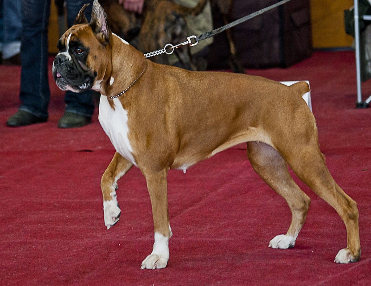 Boxer é uma raça de cães do tipo dogue, oriunda da Alemanha.