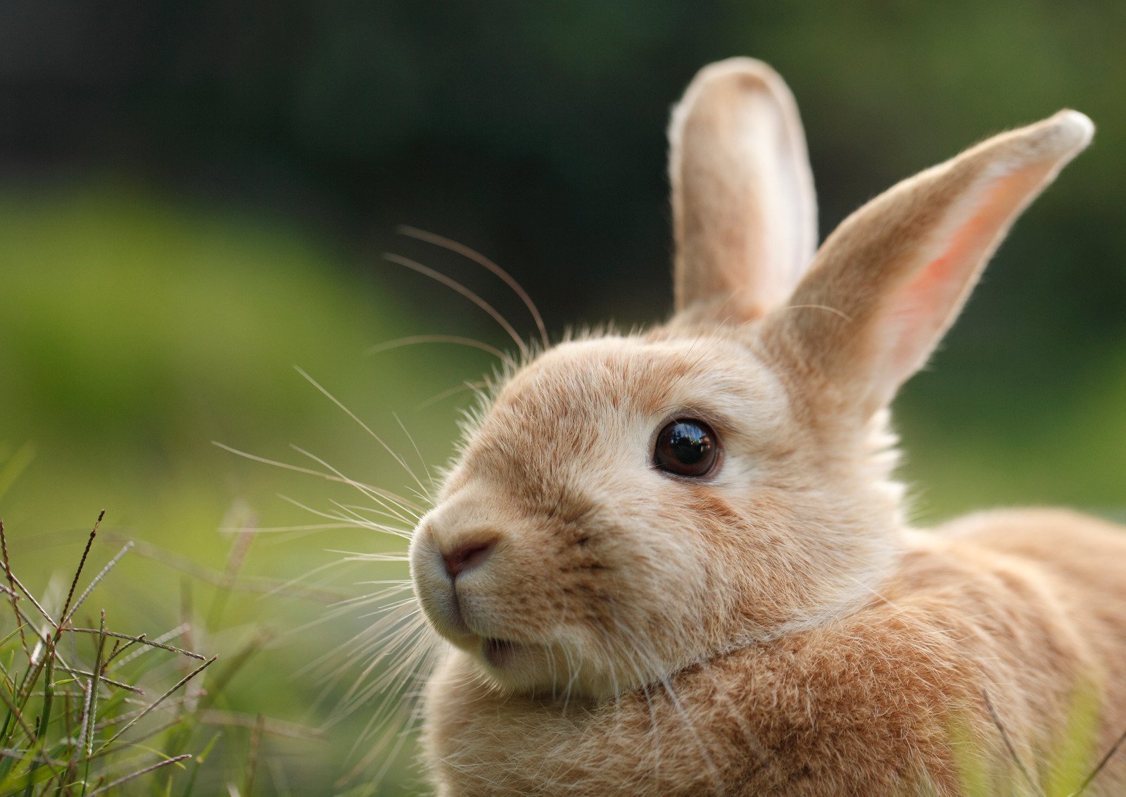 O que significa sonhar com coelhos? - Fotos do Canva