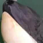 A Orca (Orcinus orca) é o membro da família dos golfinhos de maior porte e é um superpredador versátil