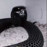 Esta serpente de grandes dimensões, que pode ultrapassar os dois metros de comprimento.