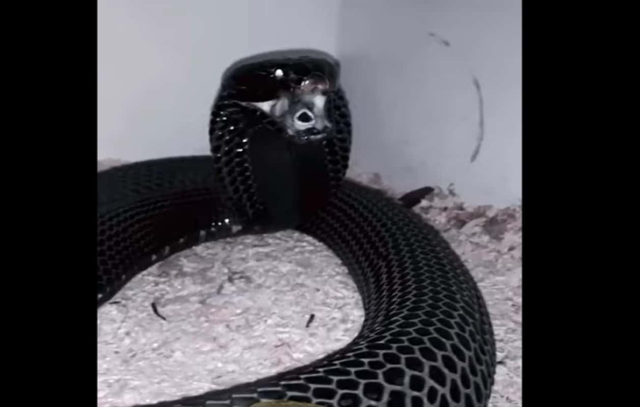 Esta serpente de grandes dimensões, que pode ultrapassar os dois metros de comprimento.