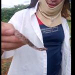 As cobras Bothrops causam a grande maioria dos acidentes ofídicos no Brasil. A camuflagem e a imobilidade das jararacas dificultam a sua visualização e facilita deste modo os acidentes ofídicos