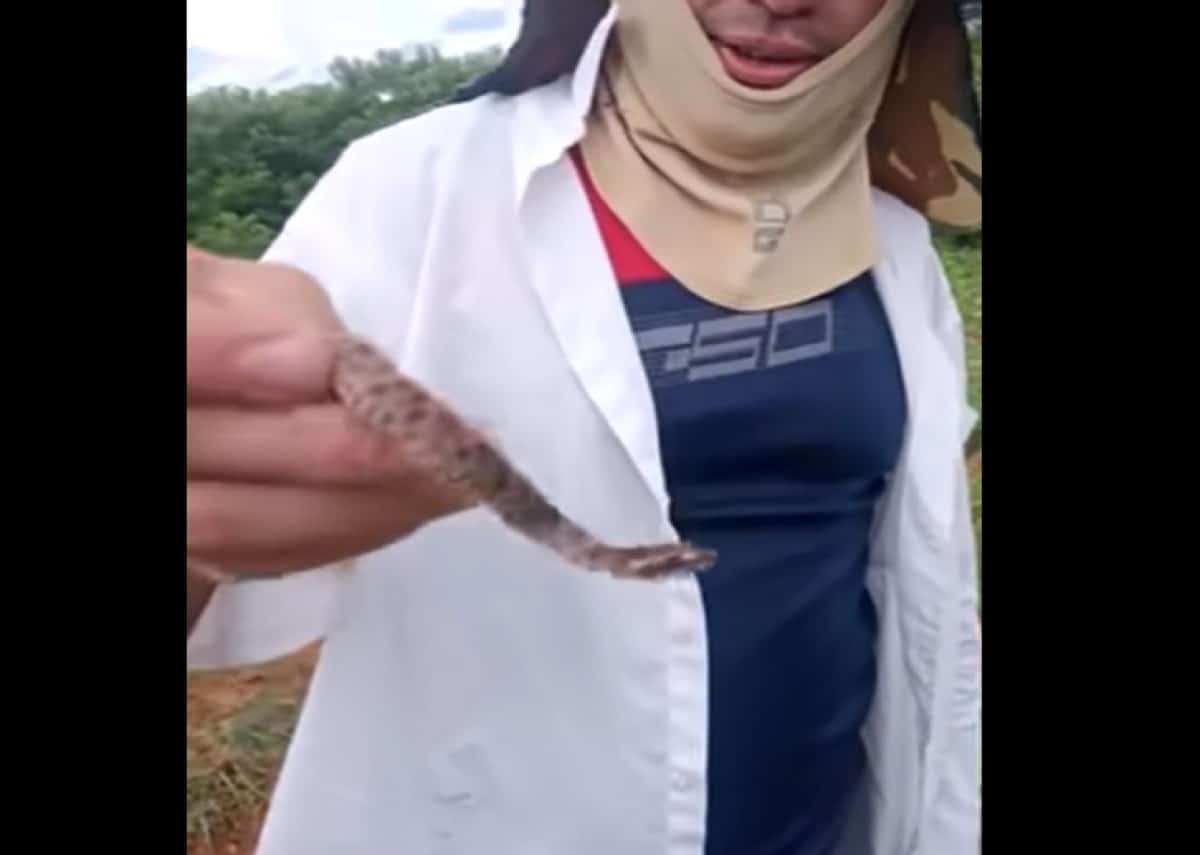 As cobras Bothrops causam a grande maioria dos acidentes ofídicos no Brasil. A camuflagem e a imobilidade das jararacas dificultam a sua visualização e facilita deste modo os acidentes ofídicos