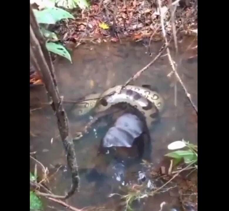 Eles são um grupo semiaquático de cobras e incluem uma das maiores cobras do mundo, Eunectes murinus, a sucuri-verde