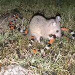 São animais relativamente pequenos, com uma semelhança superficial com ratos.