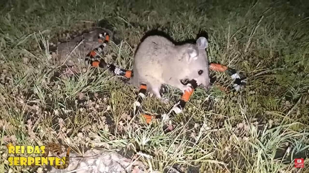 São animais relativamente pequenos, com uma semelhança superficial com ratos.