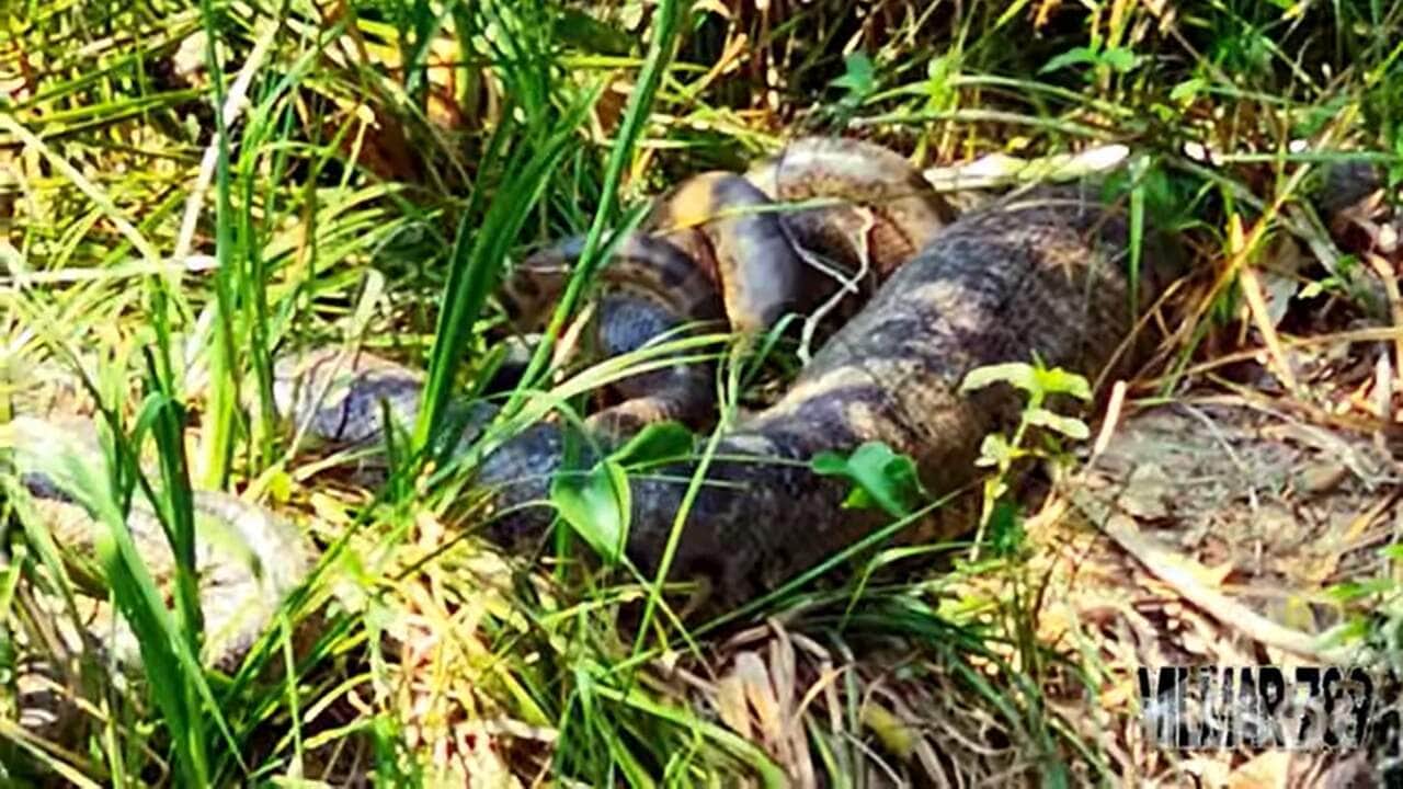 O flagrante foi realizado no Rio Formoso, na região do município de Bonito, em Mato Grosso do Sul (MS).