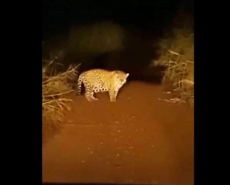 É um felino de porte grande, com peso variando de 56 a 92 quilos, podendo chegar a 158 quilos, e comprimento variando de 1,12 a 1,85 m sem a cauda, que é relativamente curta