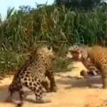 Apesar da semelhança com o leopardo (Panthera pardus), a onça-pintada é evolutivamente mais próxima do leão (Panthera leo)