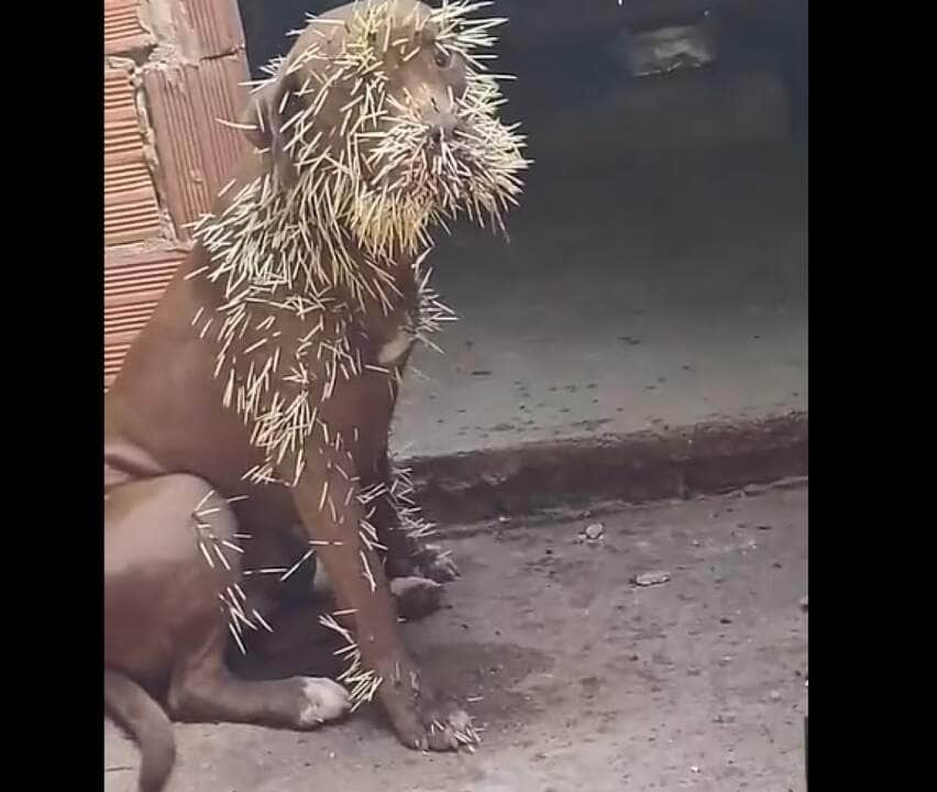 O ouriço-cacheiro é um animal activo, principalmente ao crepúsculo e durante a noite. O ouriço-cacheiro é insectívoro, isto é, o seu regime alimentar passa sobretudo por pequenos insectos