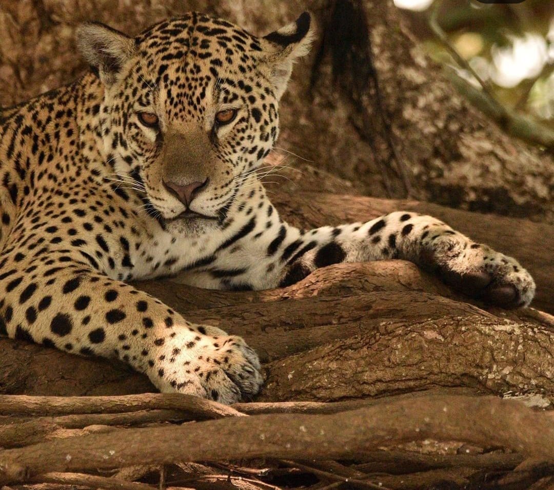 É encontrada principalmente em ambientes de florestas tropicais, e geralmente não ocorre acima dos 1 200 m de altitude