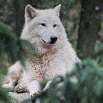 O que significa sonhar com lobos?