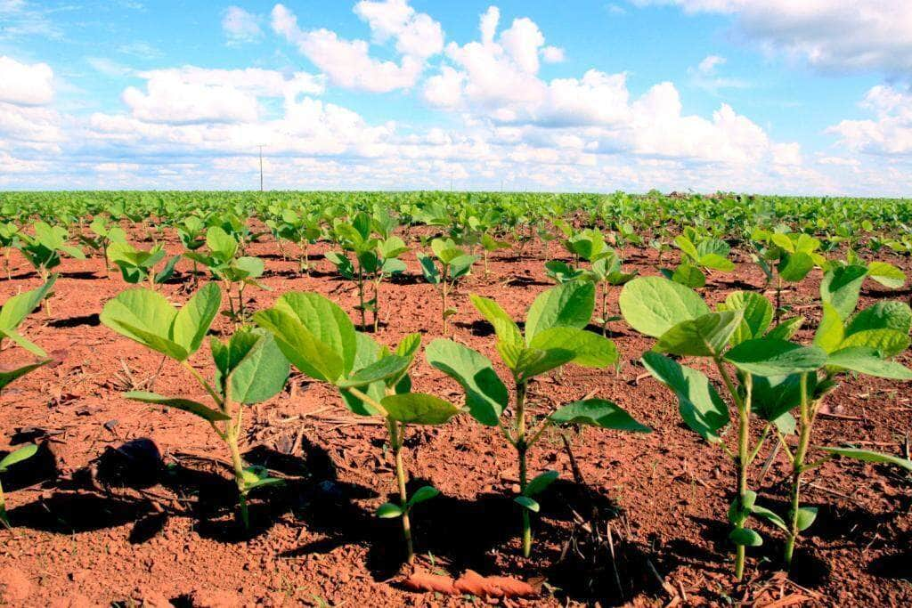 insumos agrícolas