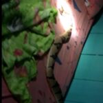A surucucu é a mais longa cobra venenosa das Américas e a segunda no mundo depois da cobra-real