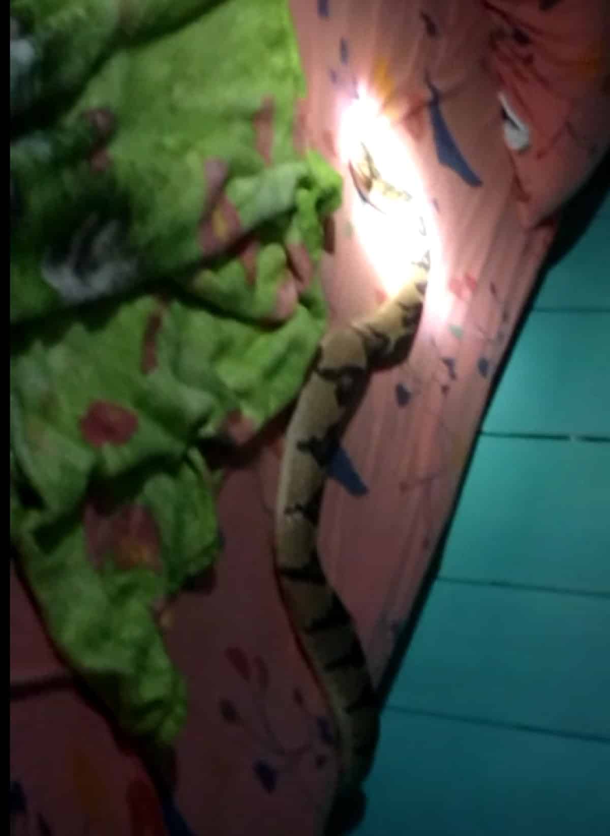 Mulher encontra 2ª cobra mais venenosa do mundo em sua cama na