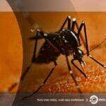 Mulheres lideram casos de dengue e chikungunya em Mato Grosso, aponta monitoramento