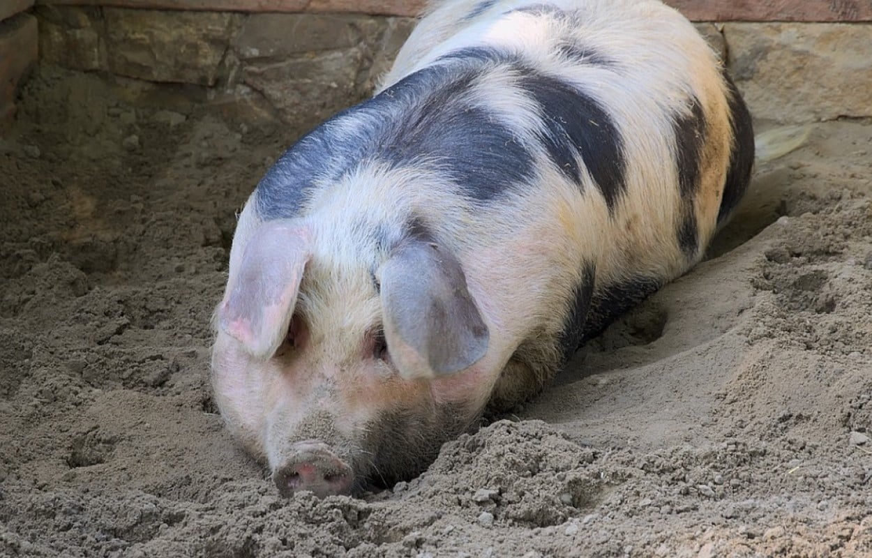De muitas maneiras, o comportamento do porco parece ser intermediário entre o de outros artiodáctilos e o dos carnívoros .