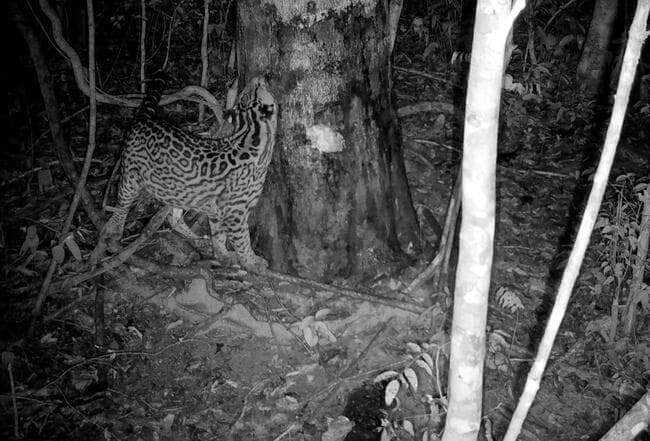 estudo levanta a hipotese de que a arvore cabreuva serve de ‘farmacia’ para diversas especies animais