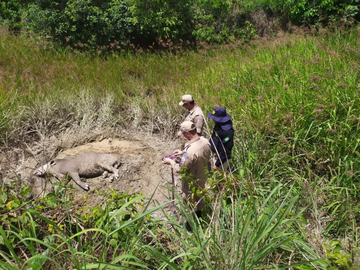 Em Terra Nova do Norte/MT, PRF realiza o resgate de animal silvestre