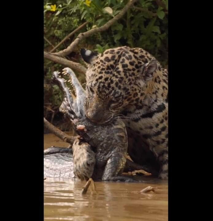 Que a onça-pintada é majestosa e dificilmente passa despercebida pelas lentes das câmeras de fotógrafos e turistas que visitam o Pantanal, não temos dúvidas.