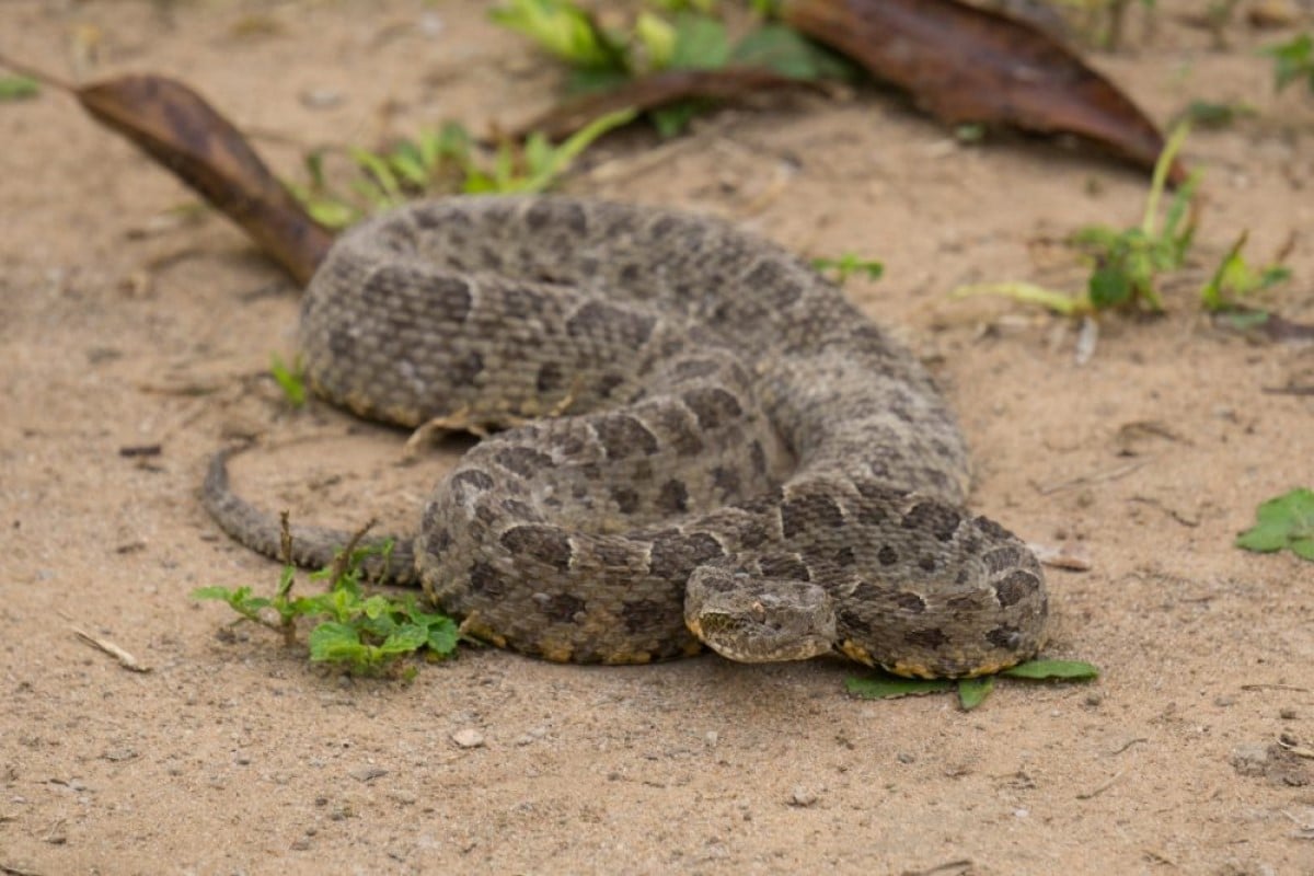 Biologia » Animais » Cordados » Répteis » Jararaca Por Camila Oliveira da Cruz Mestre em Ecologia (UERJ, 2016) Graduada em Ciências Biológicas (UFF, 2013) Ouça este artigo: A jararaca (Bothrops jararaca) é uma serpente venenosa (Ordem Squamata) que pertence à família Viperidae (Subfamília Crotalinae) e pode ser encontrada no Brasil nos estados do Rio Grande do Sul, Santa Catarina, Paraná, São Paulo, Minas Gerais, Rio de Janeiro, Espírito Santo e Bahia em ambientes de Mata Atlântica, Cerrado e áreas antrópicas ─ mais comum em áreas rurais perto de plantações, mas também podem aparecer em áreas periurbanas. Possui um padrão de escamas bem caracterizada por desenhos dorsais em "V" invertido escuros bem destacados, orlados de cores mais claras, corpo delgado tendo em media 120 cm de comprimento. Há variação nas cores ao longo de sua distribuição geográfica, com indivíduos apresentando tons cinza, pardo-esverdeados, amarelados e marrons. Geralmente o ventre é claro com manchas irregulares. A jararaca é ativa durante a maior parte do ano e as fêmeas tendem a serem maiores e mais pesadas do que os machos da espécie. Cobra jararaca (Bothrops jararaca). Foto: FCG / Shutterstock.com A jararaca possui hábitos predominantemente terrestres, podendo apresentar hábitos arborícolas, principalmente os juvenis.