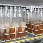 laboratorio de produtos florestais publica colecao de fungos xilografos em plataforma nacional sobre biodiversidade