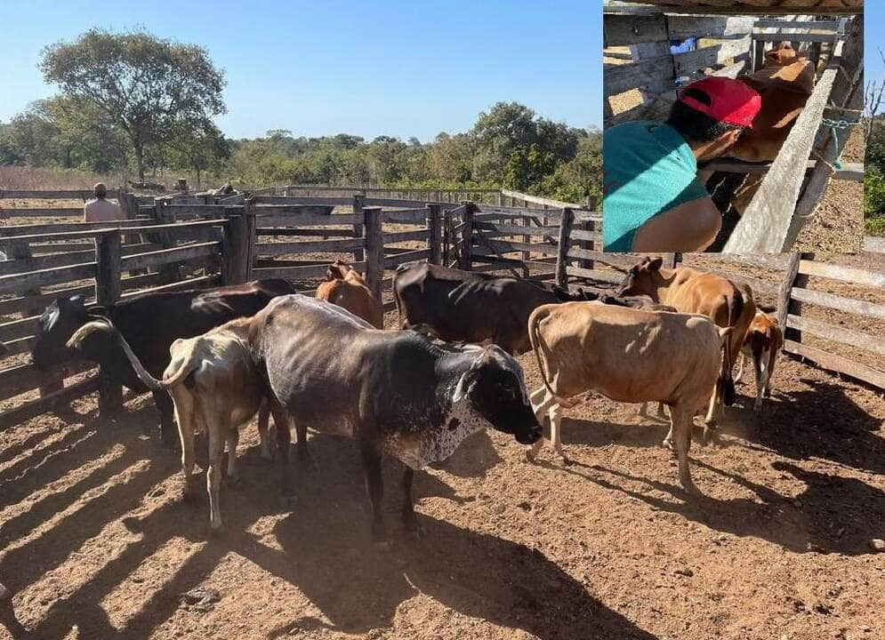 parceria viabiliza melhoramento genetico da cadeia da bovinocultura de leite em agua boa