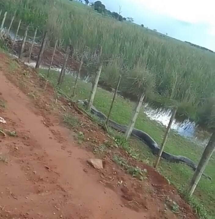 Alguns relatos existem de anacondas que predem animais domésticos, como cabras e em algum momento até mesmo jaguar, que se aventuram muito perto da água.