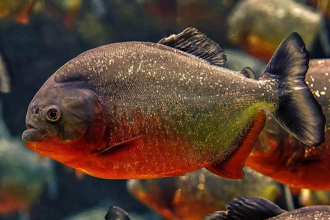 Piranhas atacam criança de 4 anos dentro de rio em Mato Grosso