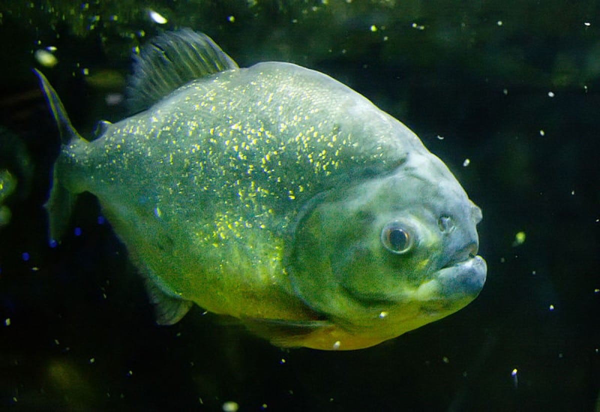 A maioria das espécies é carnívora, mas algumas se especializaram em comer frutos e outras se alimentam de escamas ou pedacinhos das nadadeiras de outros peixes.