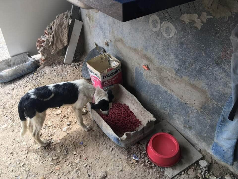 policia civil verifica denuncias de maus tratos de animais em cuiaba