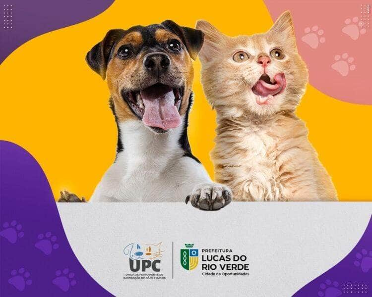 projeto de castracao do municipio atendeu mais de 700 animais este ano