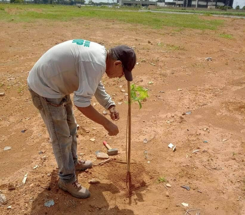 secretaria de meio ambiente inicia plantio de mudas em pontos de sinop