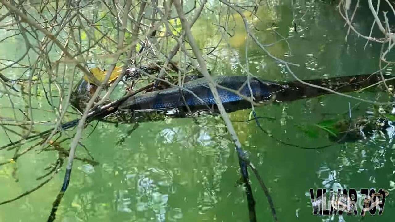Uma sucuri pode viver com tranquilidade por até 30 anos.