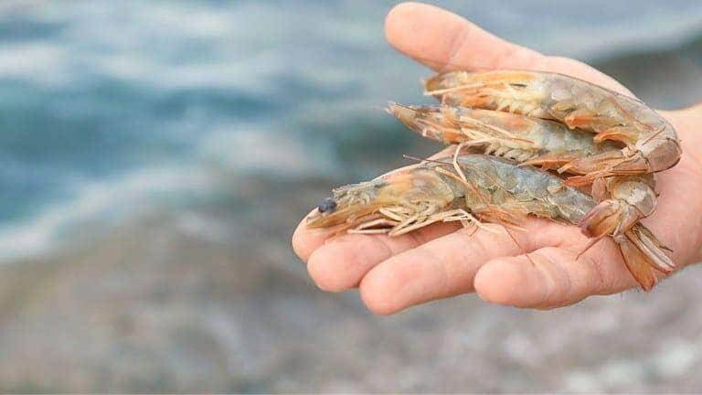 temporada de pesca de camarao na bacia do rio tramandai ja esta aberta