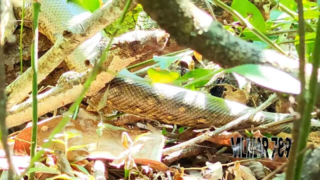 Nas imagens, de acordo com Vimar, uma sucuri macho está explorando a vegetação a procura de uma fêmea para acasalar