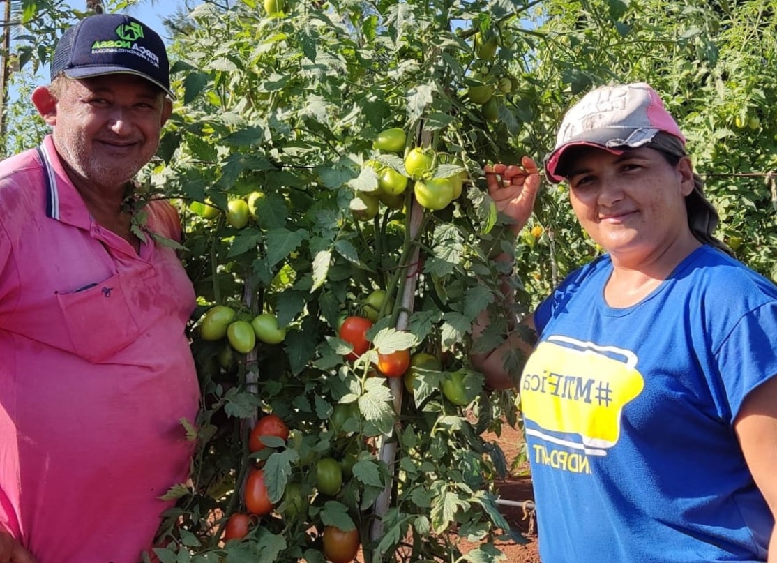 Agricultores de Nobres investem no cultivo de melancia e tomate como alternativa de renda 3