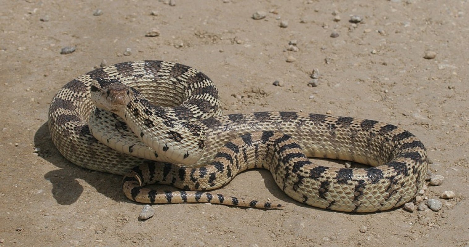 A cobra gopher tem um mecanismo de defesa único, no qual incha o corpo e se enrola na clássica pose de ataque de uma cascavel.