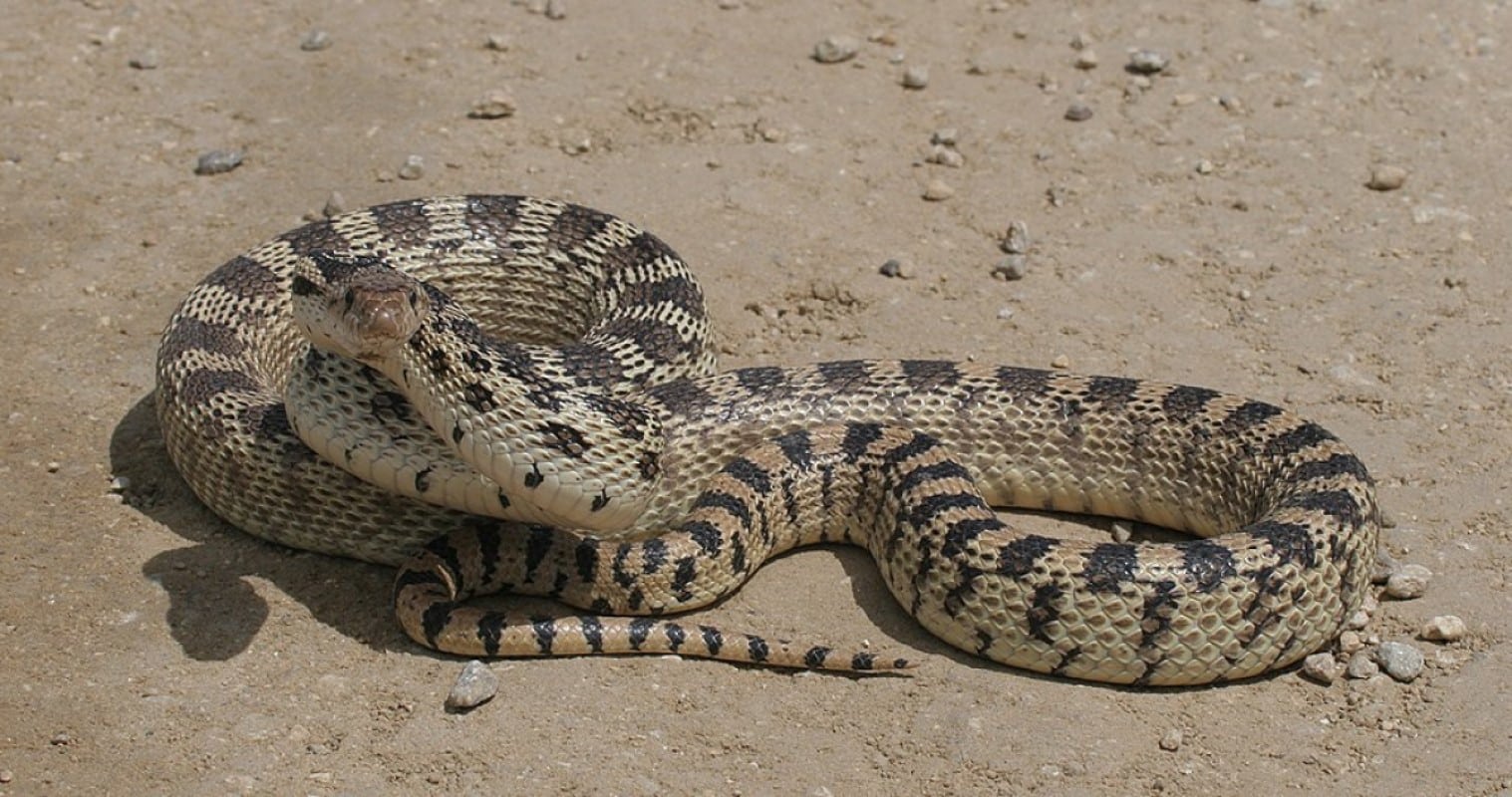 Cobra brava dá bote em câmera; Veja isso! 2 A cobra gopher tem um mecanismo de defesa único, no qual incha o corpo e se enrola na clássica pose de ataque de uma cascavel.