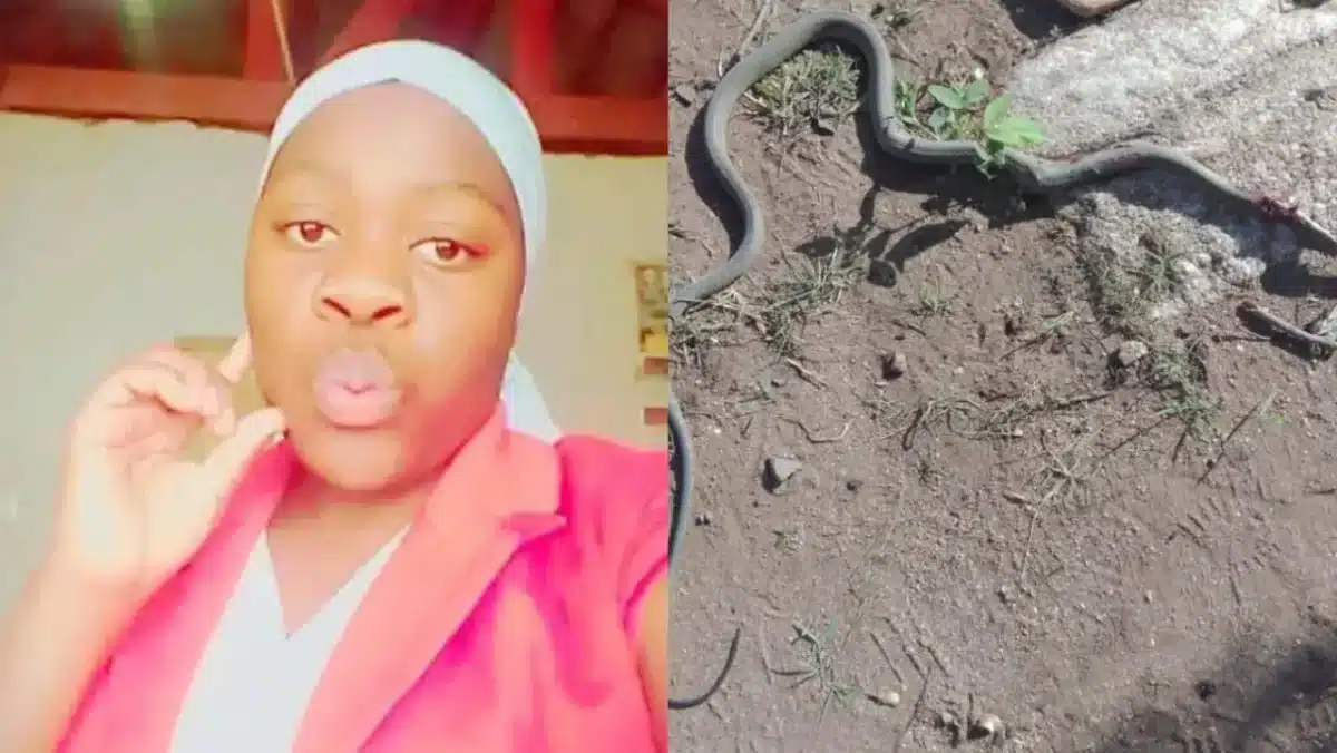 Mamba negra morde menina de 17 anos na escola: a jovem morre em poucos minutos na frente dos colegas