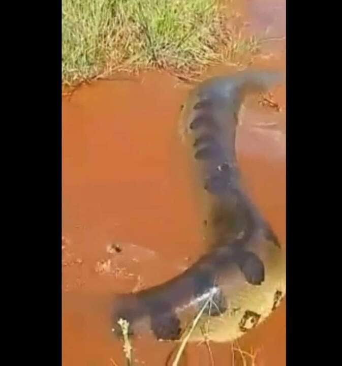 Eles são um grupo semiaquático de cobras e incluem uma das maiores cobras do mundo, Eunectes murinus, a sucuri-verde.