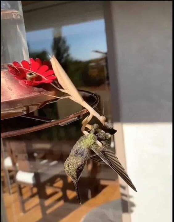 Os mantódeos são predadores vorazes de emboscada, mas algumas espécies são encontradas perseguindo suas presas ativamente. Sua alimentação consiste em outros insetos como moscas, mariposas, borboletas, grilos e gafanhotos, além de lagartos, pequenos pássaros e até pequenos mamíferos.