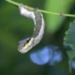 Uma espécie de lagarta se disfarça de cobra para não ser devorada por seus predadores